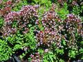 Origanum Majorana